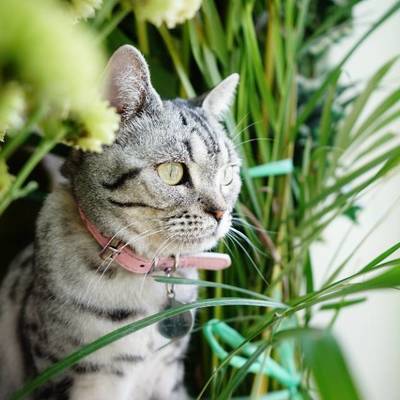 孕照模特