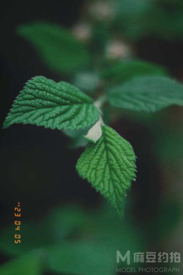 胶片模特