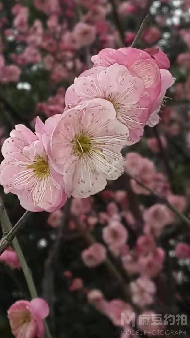 纪实模特