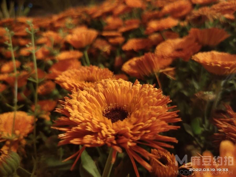 纪实模特