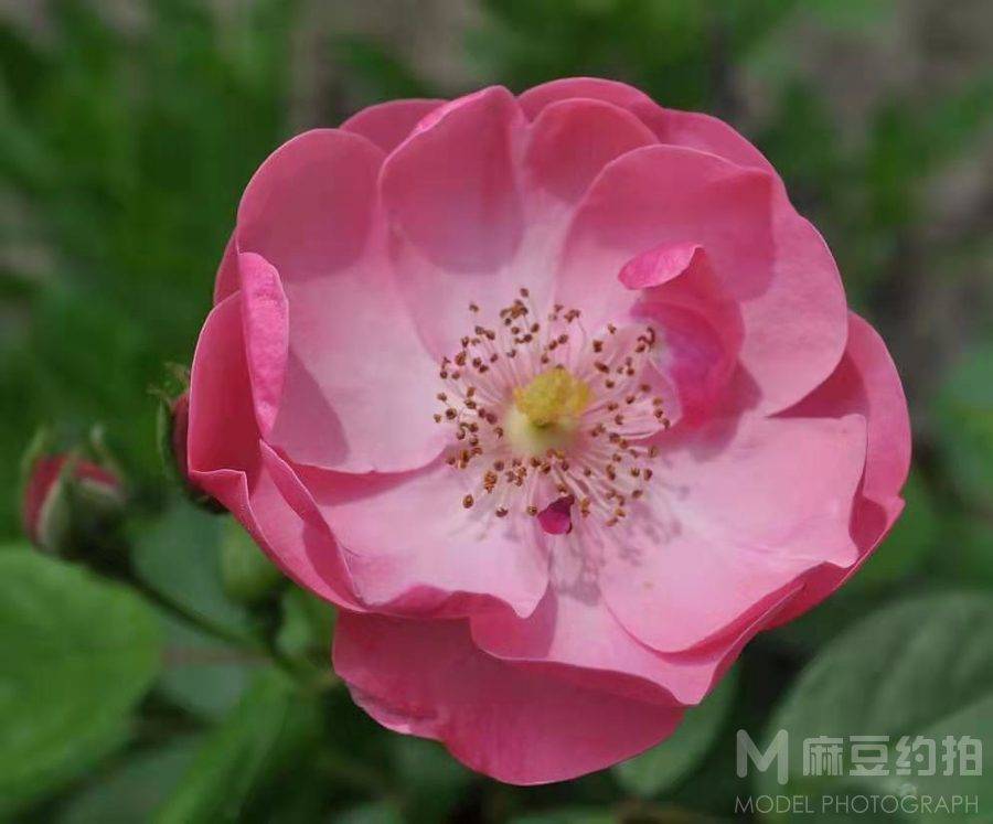 纪实模特