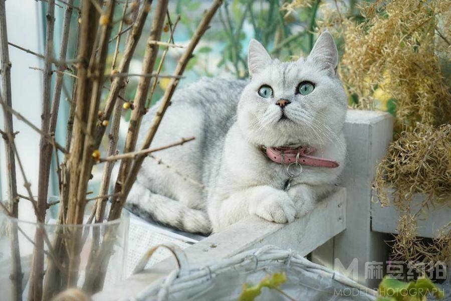 孕照模特