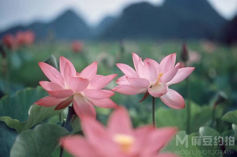 胶片模特