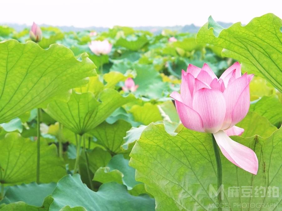 清新模特