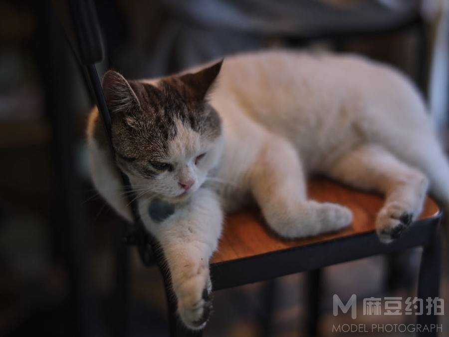 宝丽来模特