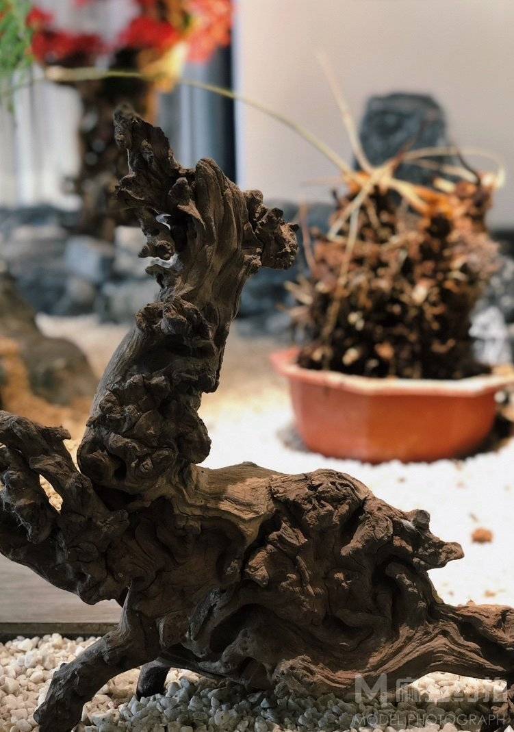 纪实模特