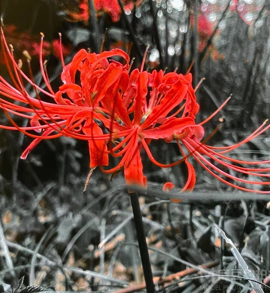 纪实模特