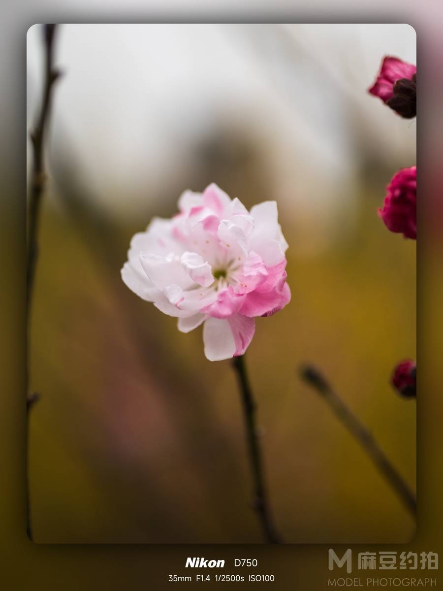 纪实模特