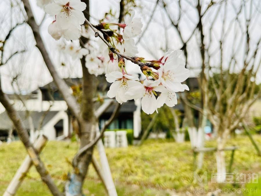 宝丽来模特