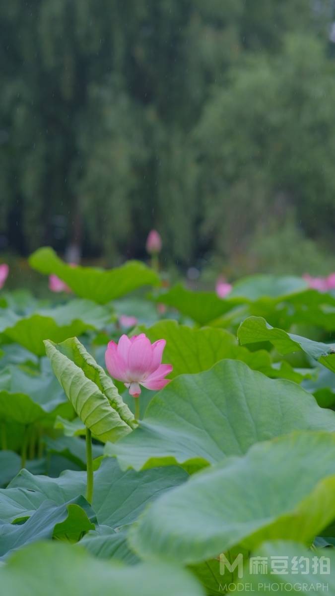 纪实模特