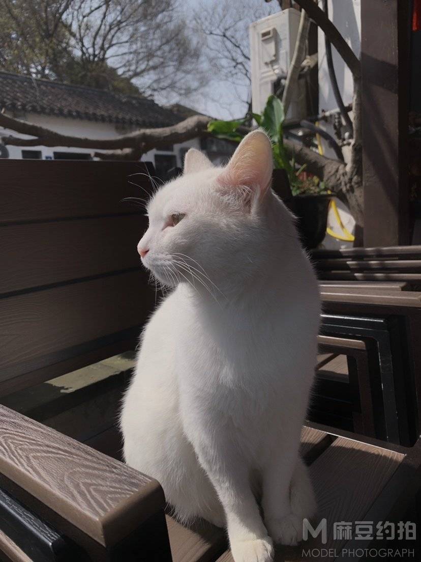 纪实模特