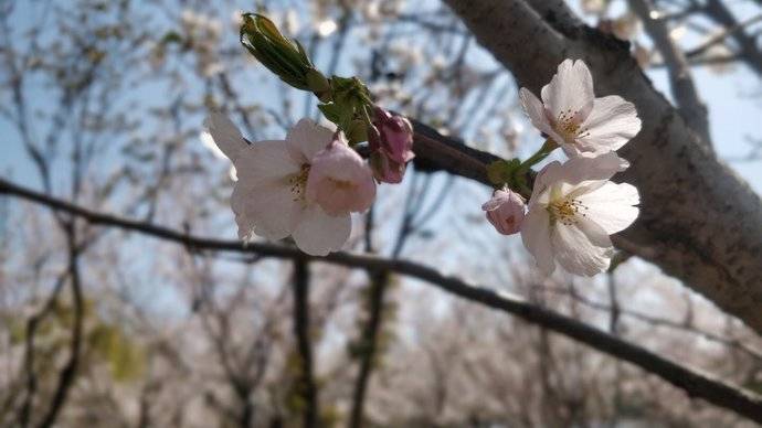 樱花湖体育公园