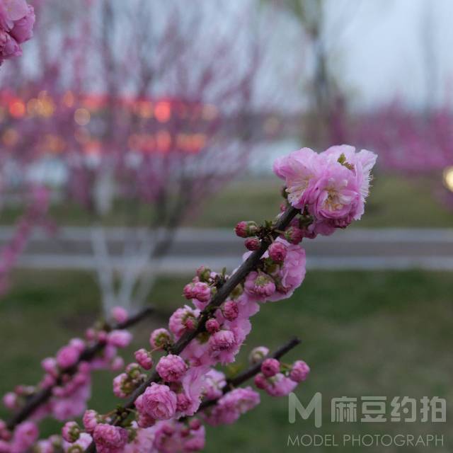 纪实模特