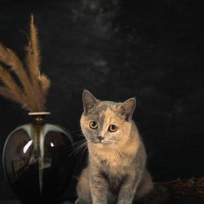 复古模特