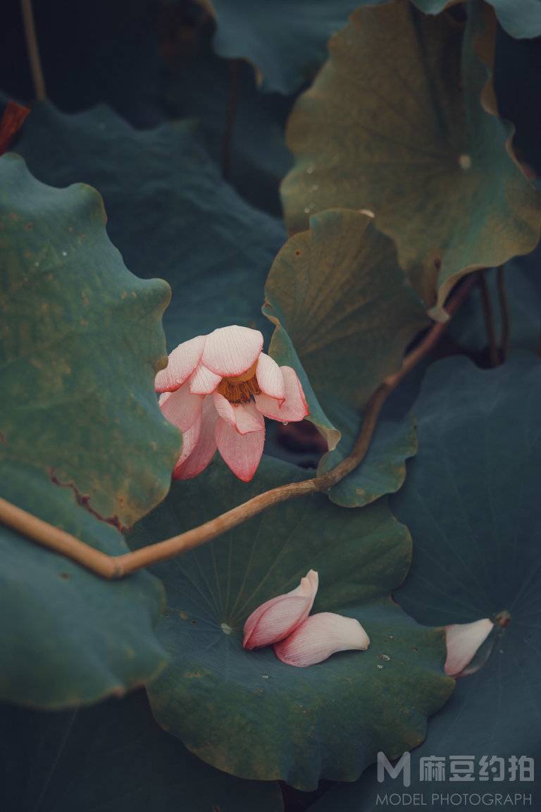纪实模特