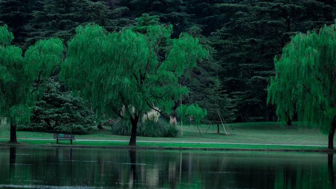 上海共青森林公园