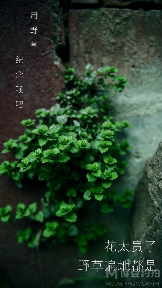 纪实模特
