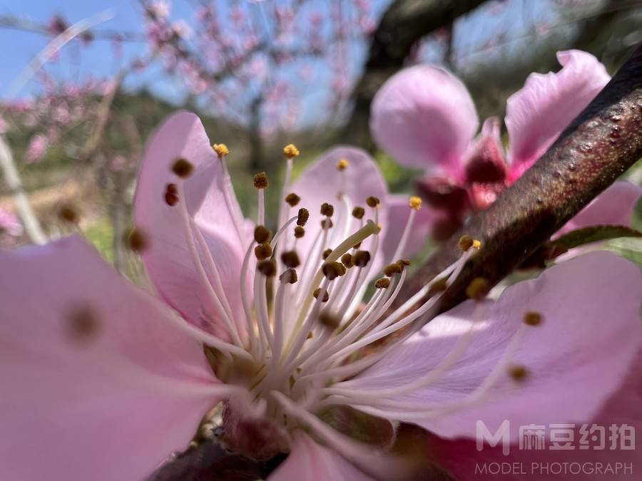 纪实模特