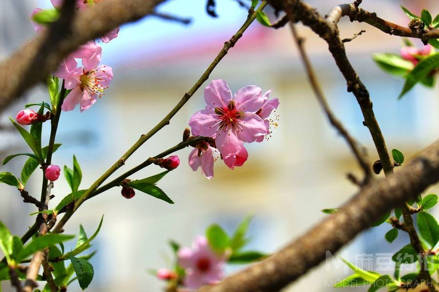 纪实模特
