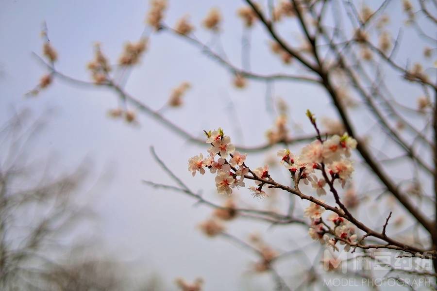 纪实模特