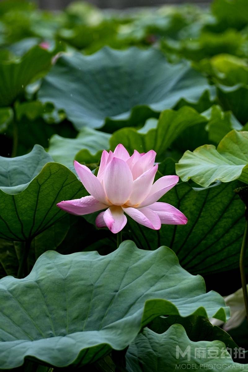 纪实模特