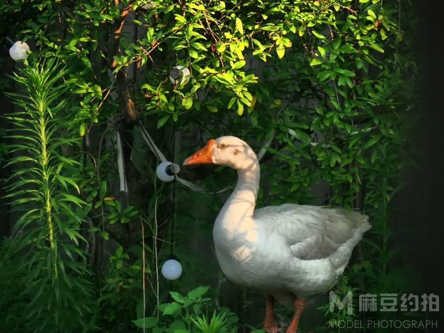 纪实模特