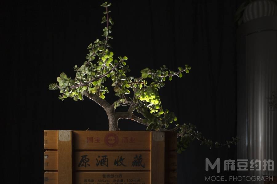 胶片模特