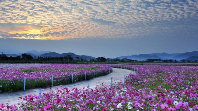 杭州康桥花海