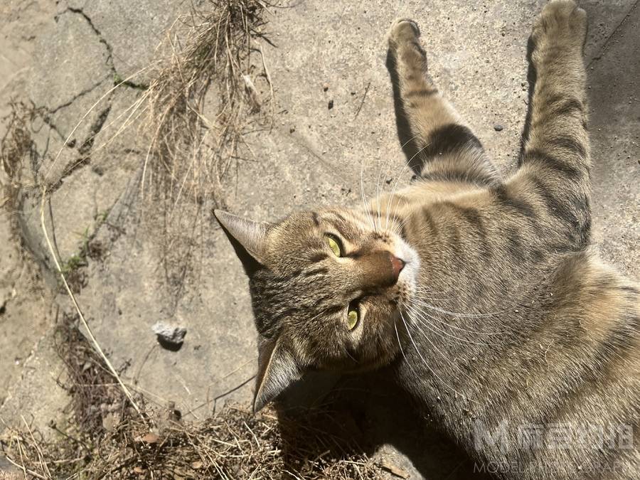 孕照模特
