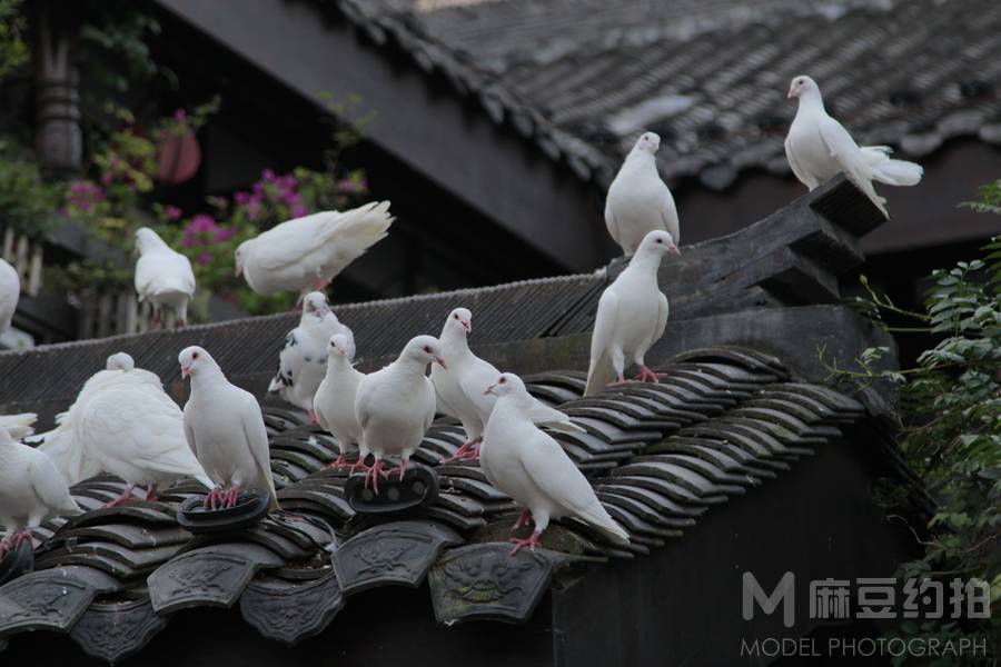 商务模特