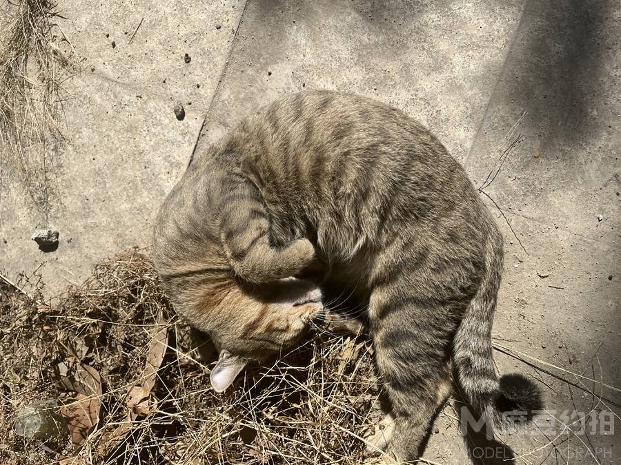 孕照模特