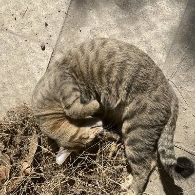 孕照模特