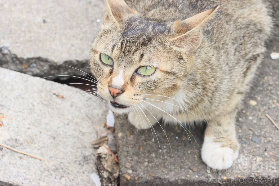 纪实模特