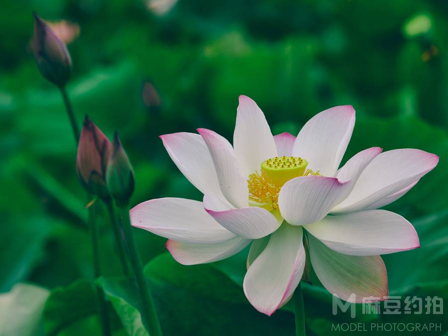 纪实模特